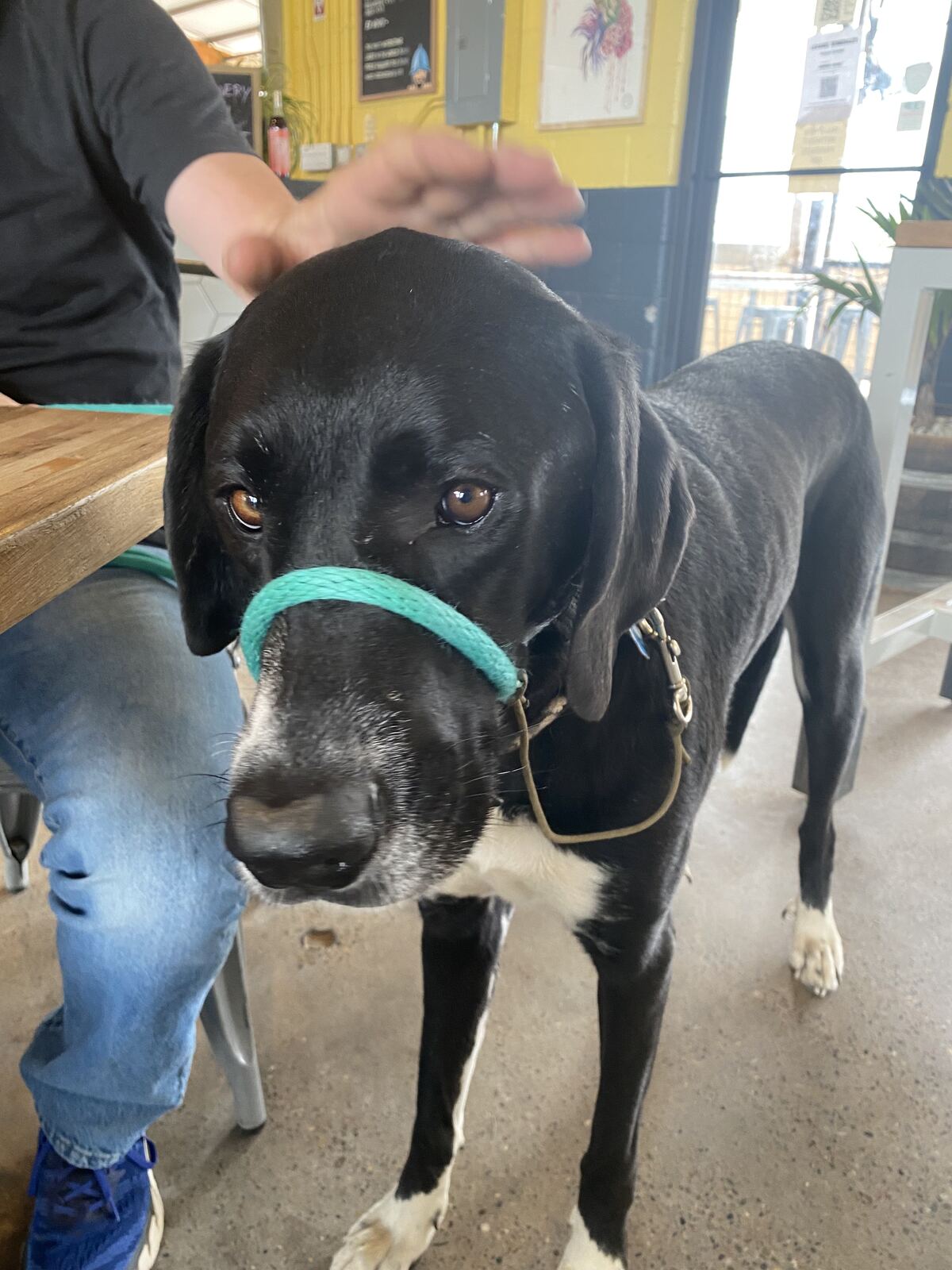 Friendly rescue dog greeting guests at a Better with Baron pet food drive for Animal Humane New Mexico